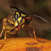 Common Wasp on windfall pear 